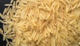 1121-golden-sella-basmathi-rice-500x500 1121-golden-sella-basmathi-rice-500x500