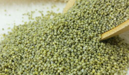 Web-Banner-500-X-500-green-millet Web-Banner-500-X-500-green-millet