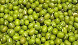 green-mung-bean-500x500 green-mung-bean-500x500