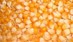 maize-seeds-500x500 maize-seeds-500x500
