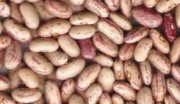 rajma-chitra-93-500x500 rajma-chitra-93-500x500