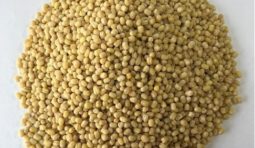 urad-gotta-whole-urad-without-skin-500x500 urad-gotta-whole-urad-without-skin-500x500